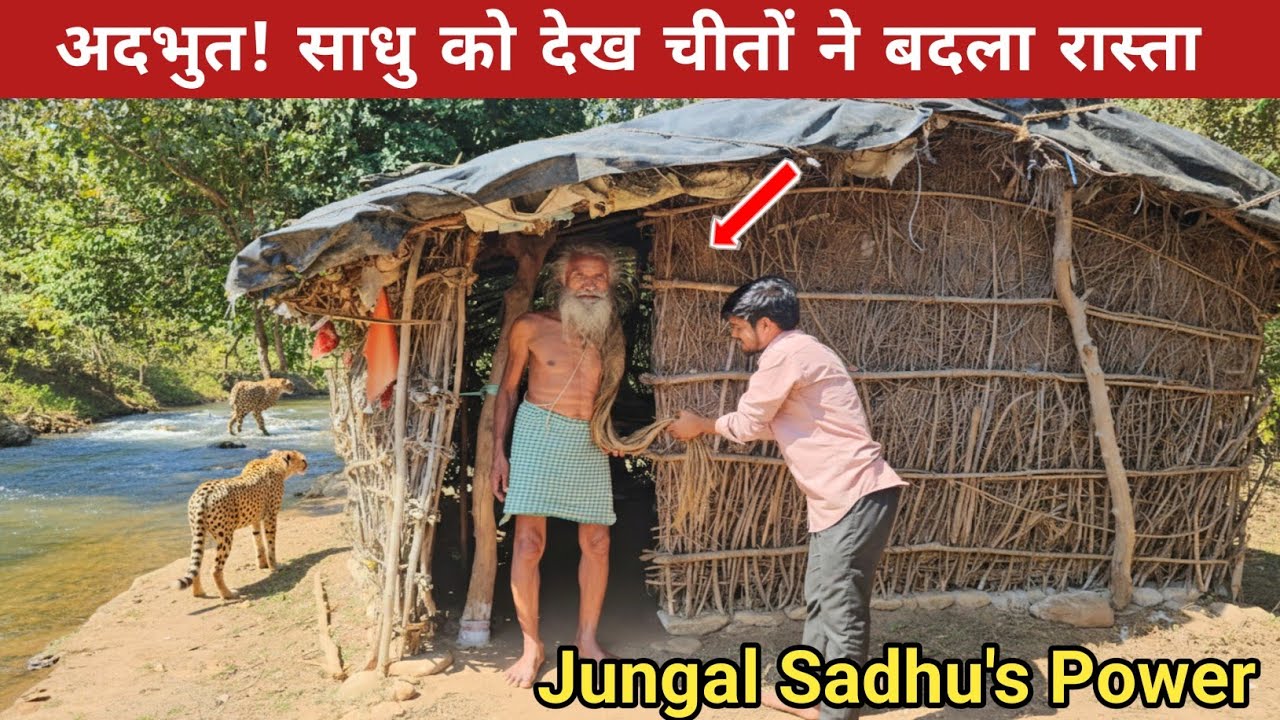 The Divine power of Jungle Sadhu: Wild Animals Changing Their Path#साधु #sant 