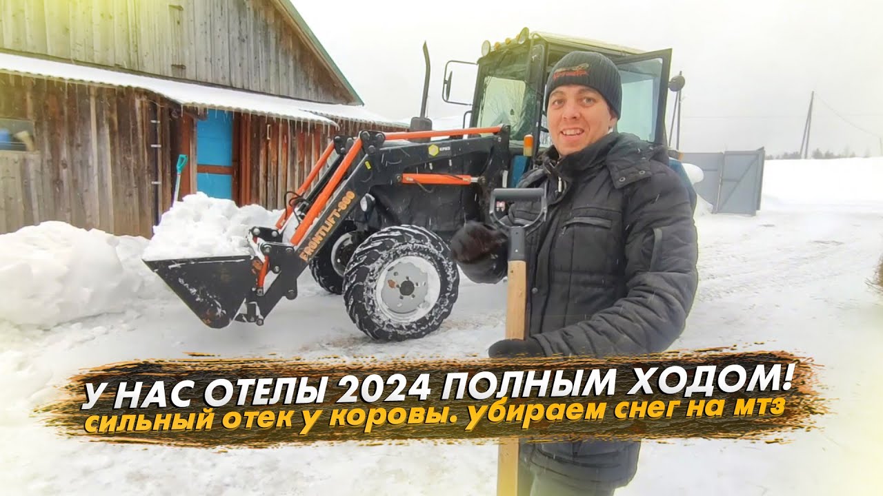 Отелы коров 2024 идут полным ходом! Как снять сильный отек вымени у коровы. Убираем снег на мтз 82