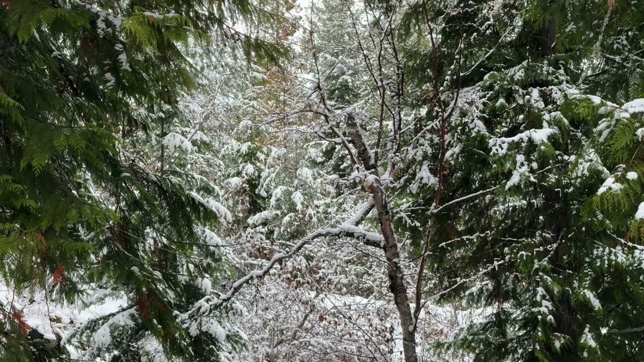 Snowy Forest Ambience | Relaxing Nature Loop with Music