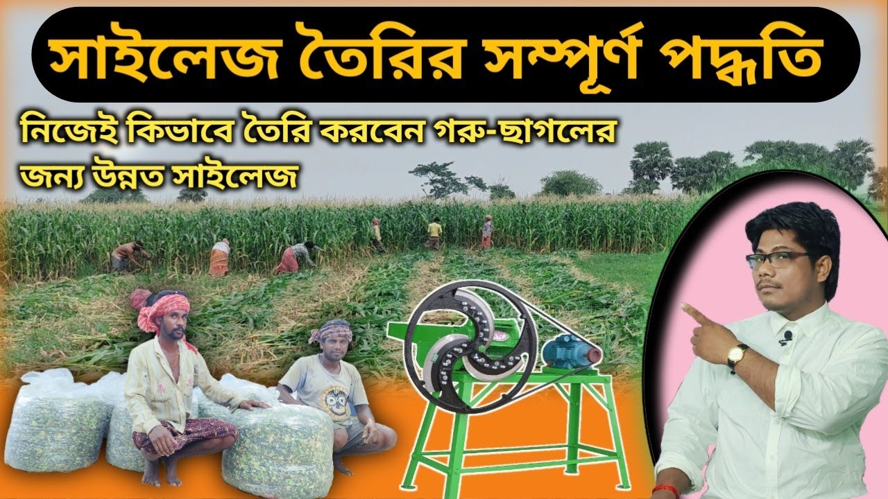 ভুট্টার সাইলেজ তৈরির সম্পূর্ণ পদ্ধতি || How to make corn silage for animals