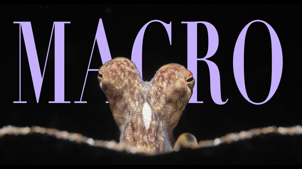 The Fascinating Underwater Life of Tulamben, Bali: Macro footage and music for relaxation and study