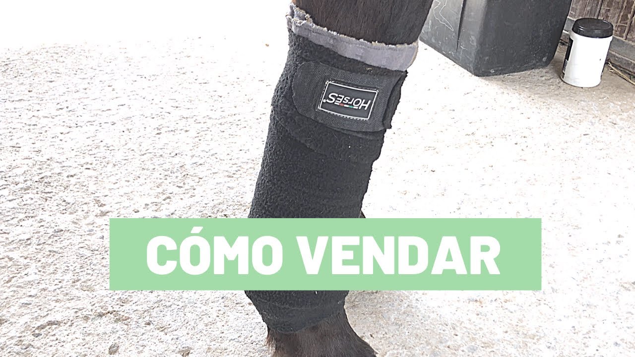 Cómo poner vendas a un caballo || Tutorial