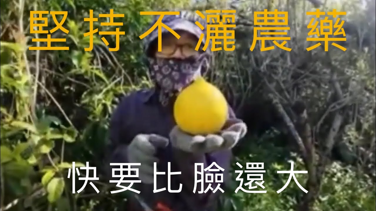 2025.8黃金果成熟、採收實錄#自然農法 #自給自足 