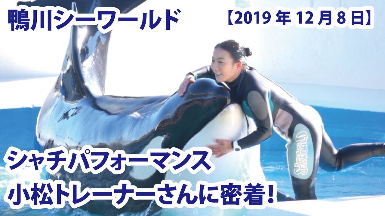 シャチパフォーマンス　小松トレーナーさんに密着！【鴨川シーワールド　2019年12月8日第1ステージ】