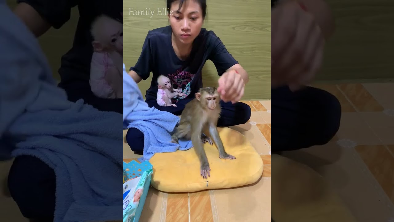 Baby Monkey Looks at Mom with Pure Love 🐒💖 | Heart-Melting Family Moment