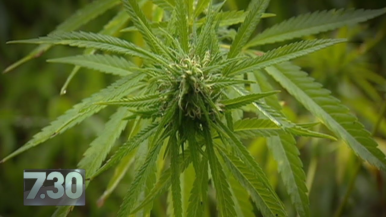 Father facing jail for treating his seriously ill daughters with cannabis juice