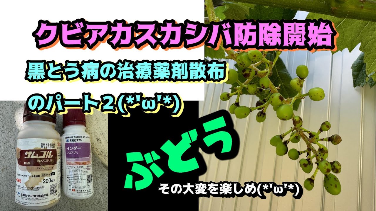 クビアカスカシバ防除開始、黒とう病の治療薬剤パート２、病害路地シャインマスカットを食い止めろズタボロ病害#クイーンニーナ #家庭菜園#ぶどう 栽培#クビアカスカシバ