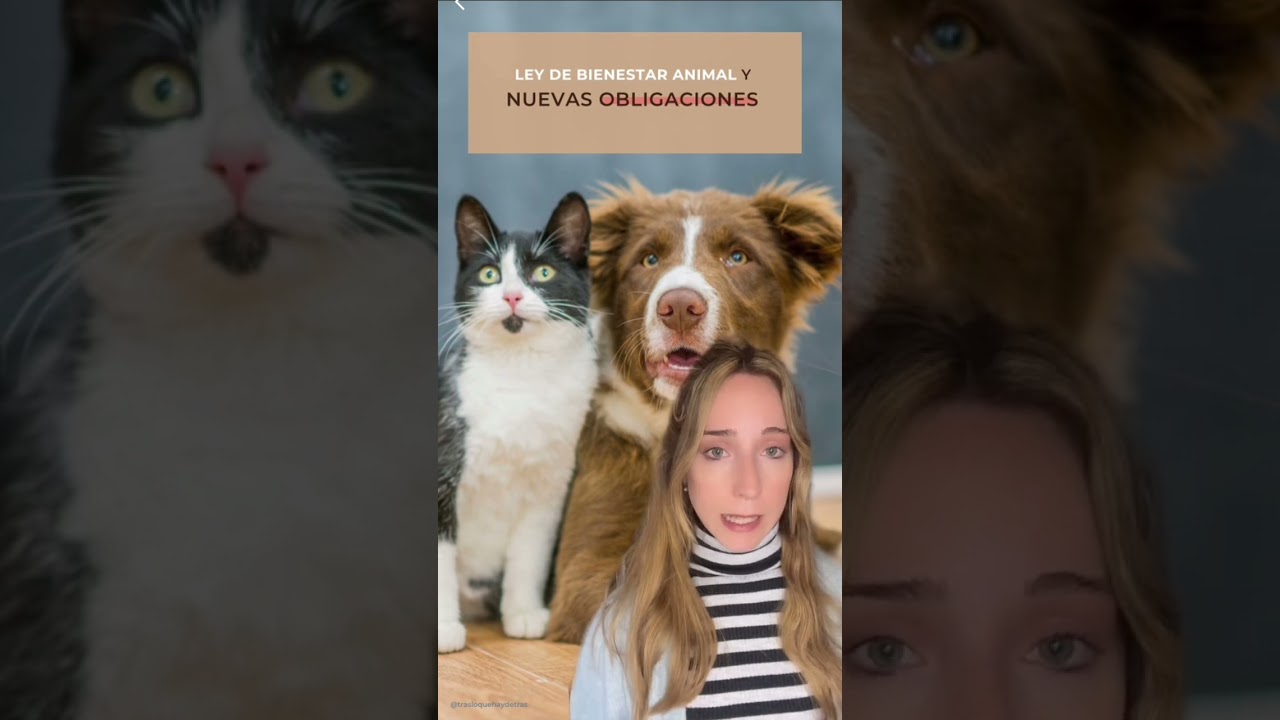 OBLIGACIONES ⚖️ Y PROHIBICIONES ❌ CON LA NUEVA LEY DE PROTECCI&Oacute;N ANIMAL 🐾