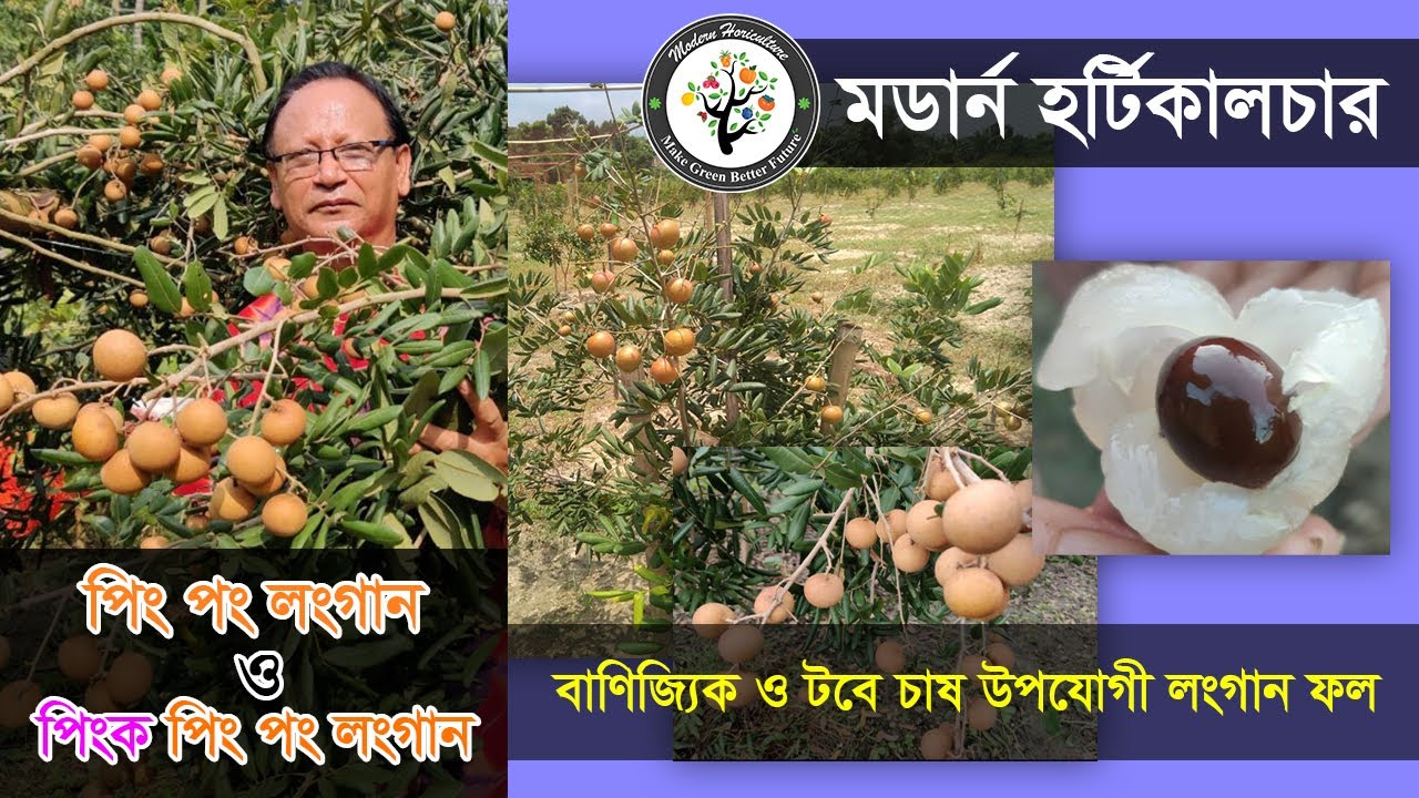 পিং পং লংগান ও পিংক পিং পং লংগান নিয়ে ছোট্ট আলোচনা । মডার্ন হর্টিকালচার - Modern Horticulture