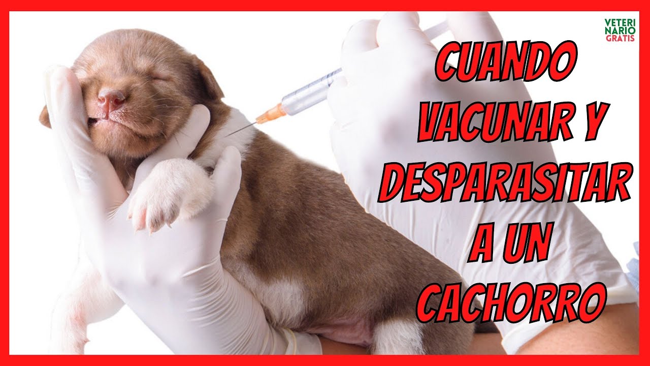 ¿CUANDO VACUNAR Y DESPARASITAR UN PERRO CACHORRO?❣️ Por Primera Vez ❣️ PLAN VACUNAL Y CONSEJOS