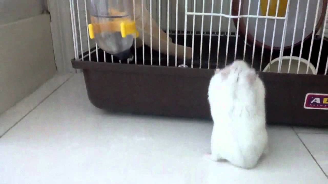Tim the Fat Hamster