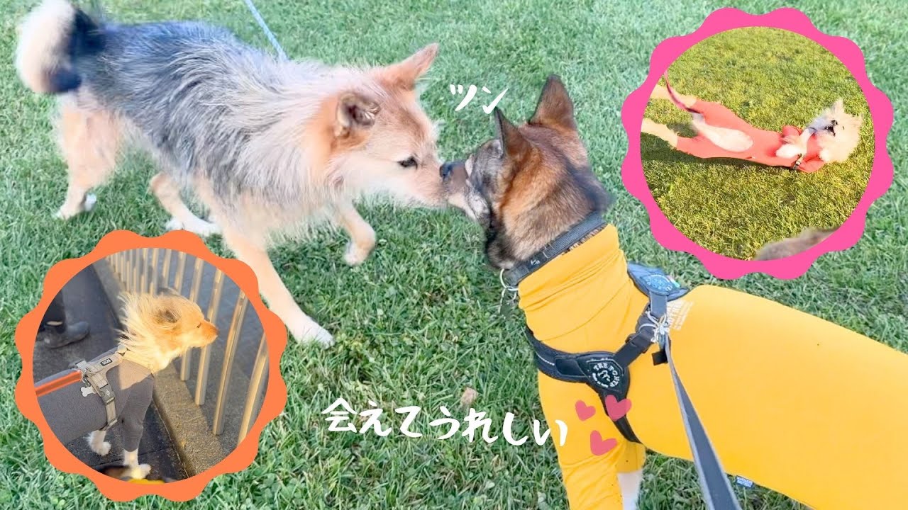 親戚12頭でモエレ沼パックウォーク｜パヤ毛ウォーク