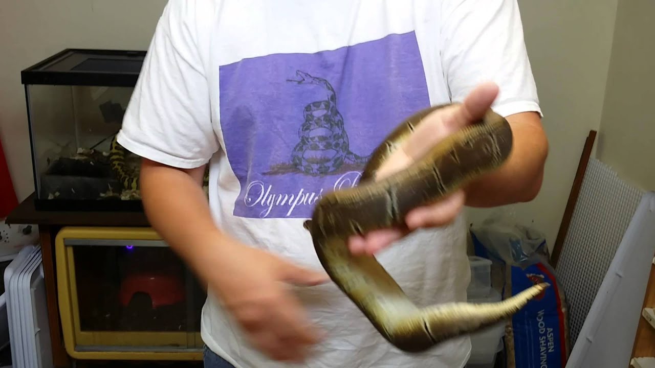 Ball python morphs episode #7 pinstripe