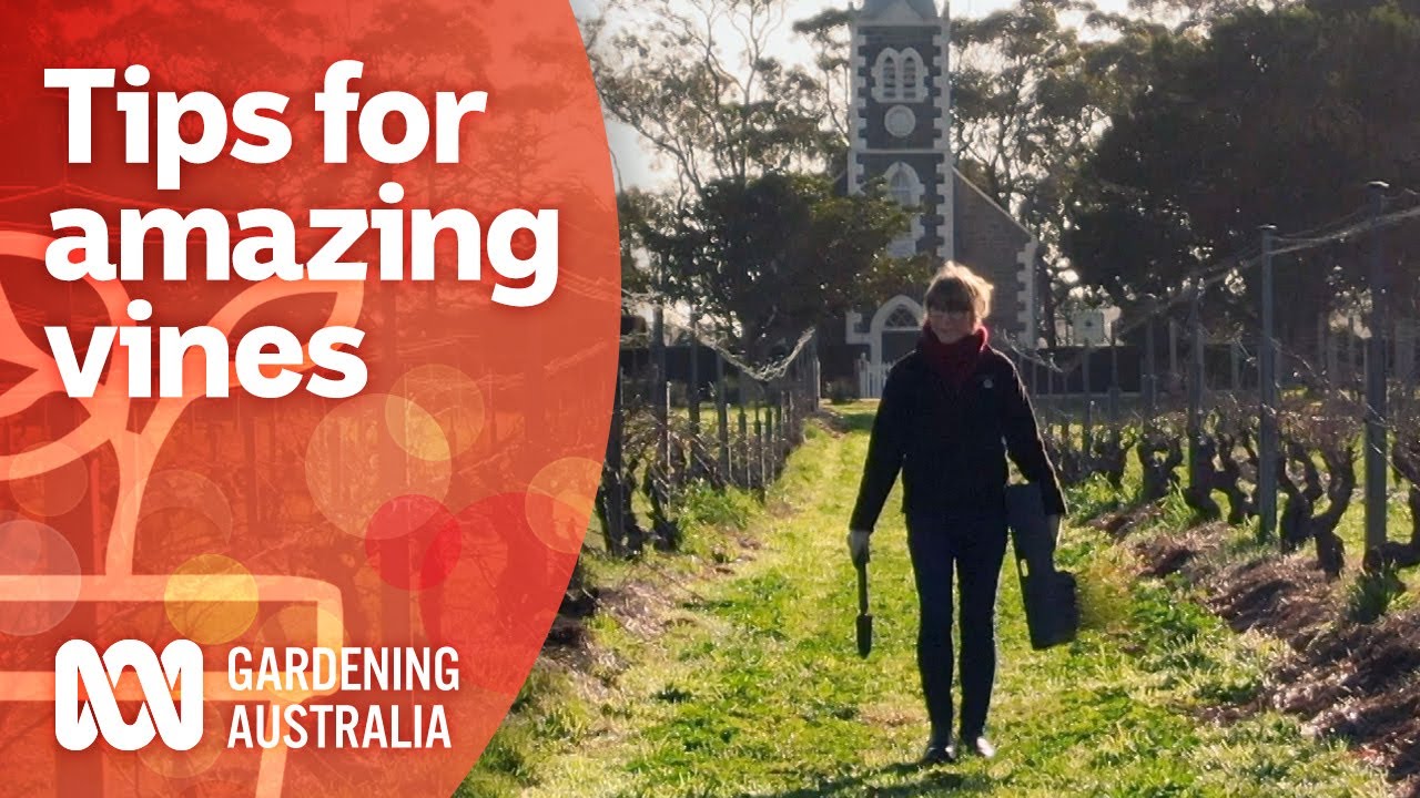 Organic pest control and pruning techniques behind award winning wines | Gardening Australia