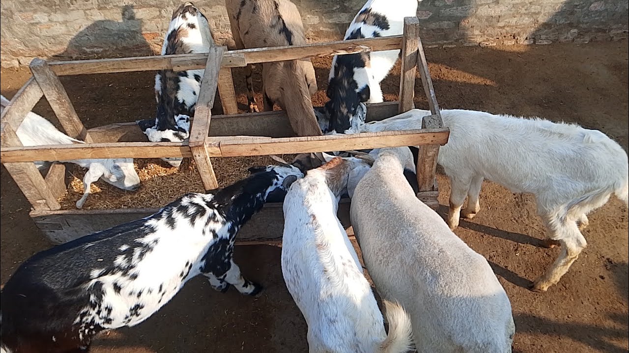 “Bakri Ka Fresh Ghaas Khana 🐐 | Satisfying Goat Eating Video”