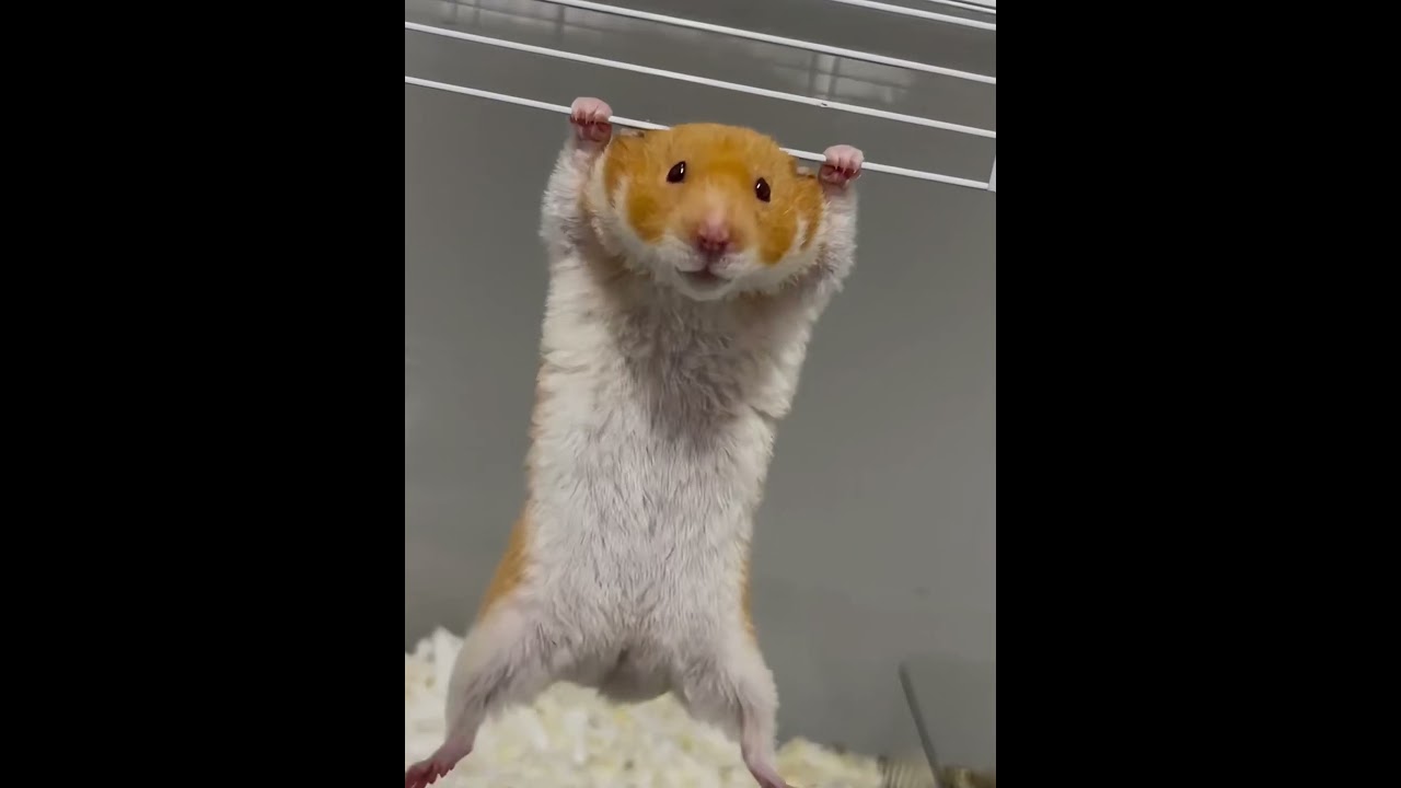 Funny hamster🤣#funny #funnypets #pets #funnyanimals #dog #cute #hamsters ter