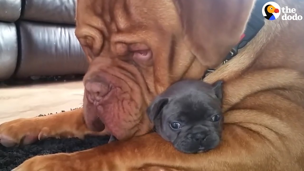 Tiny Puppy's Best Friend Is A Giant Dog