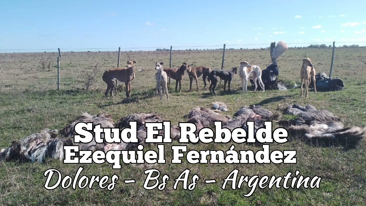 Stud El Rebelde - Galgo vs avestruz