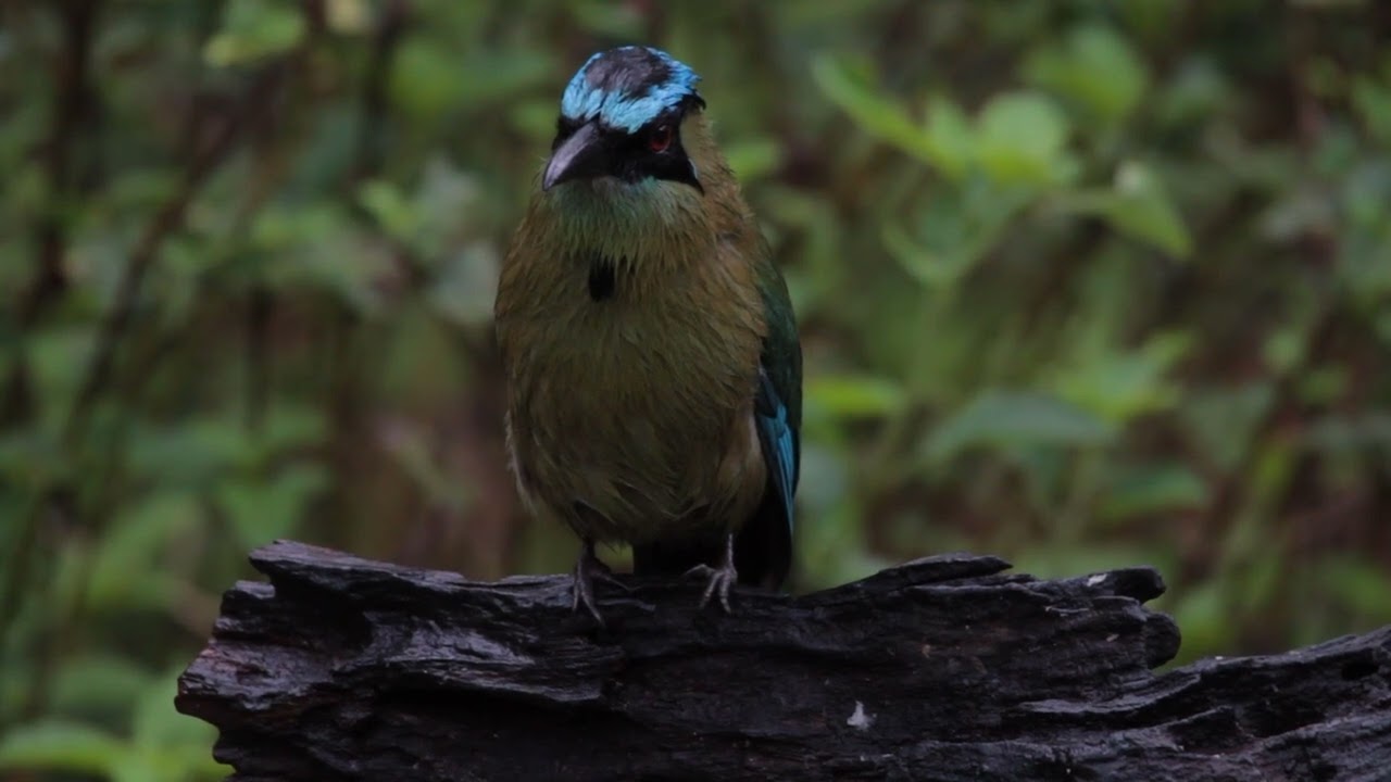 Andean Motmot - Manu Road Peru
