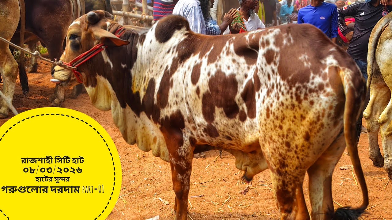 রাজশাহী সিটি হাট ০৮/০৩/২০২৬ রবিবার হাটসেরা গরুগুলোর দরদাম part=01