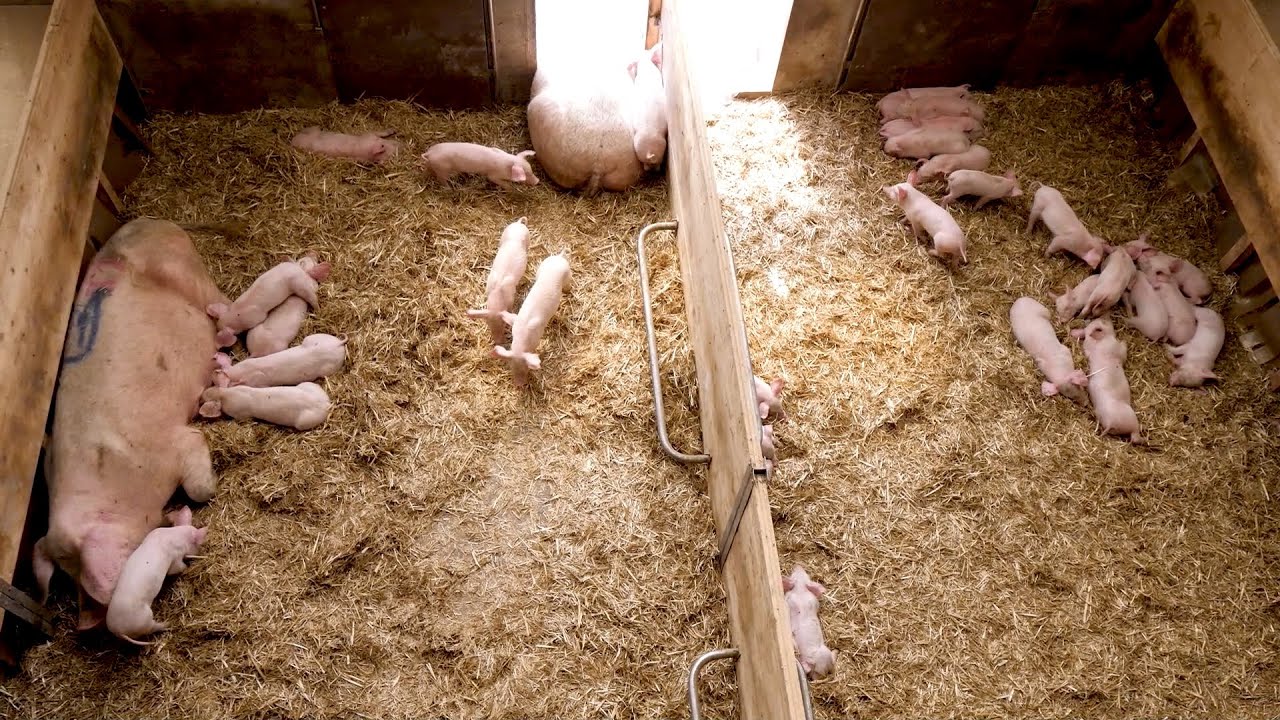 Teil 1: Gruppensäugestall für Schweine: Artgerecht, innovativ und wirtschaftlich