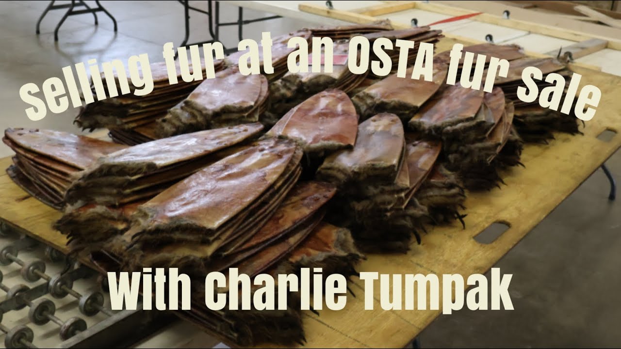 How to sell fur at an OSTA auction with Charlie Tumpak