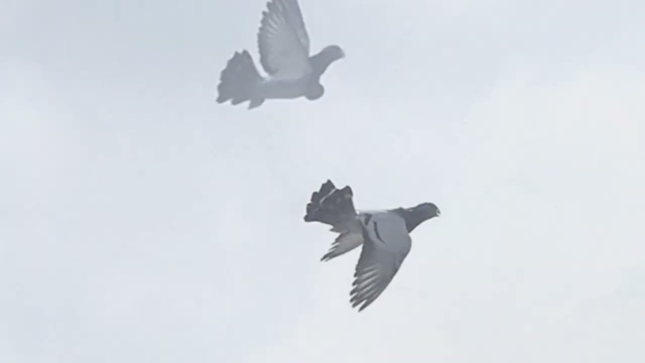 Buchon jiennense de vuelo hnos Oscar e ito 
