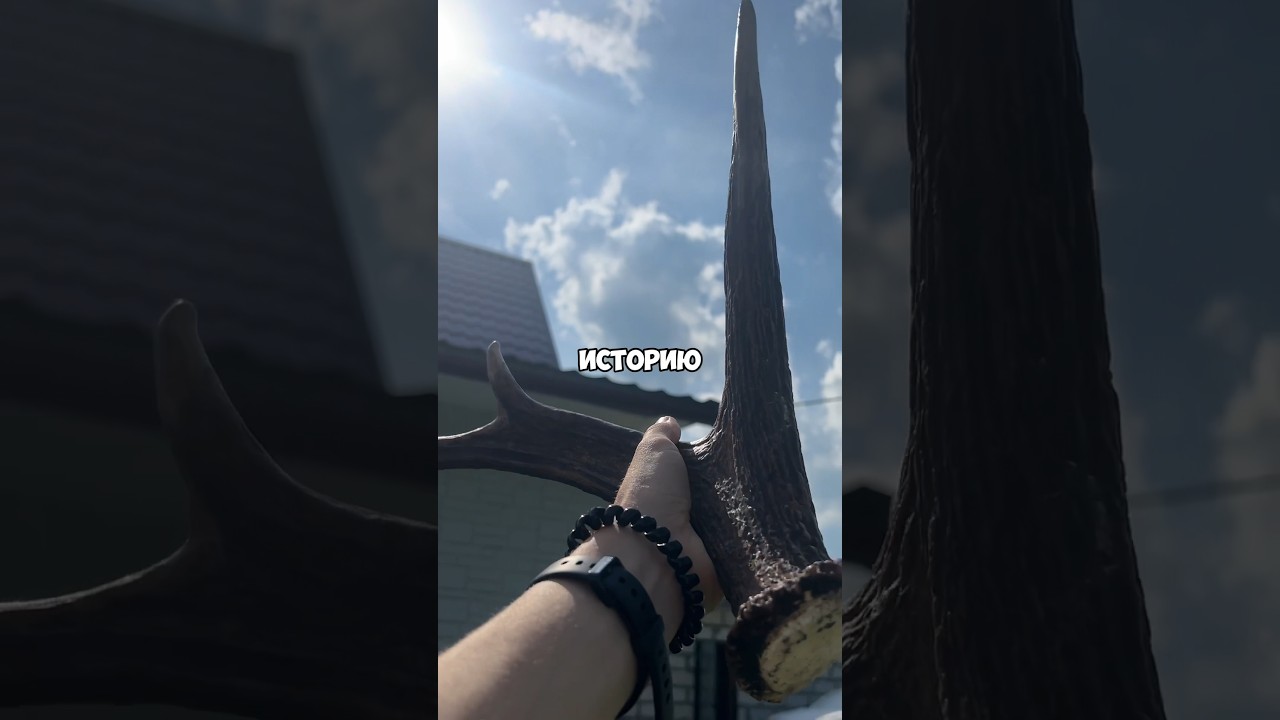 МЫ ПОЖАЛЕЛИ ЧТО ИСКАЛИ ЛОСЕЙ😰 #vlog #fail #scary