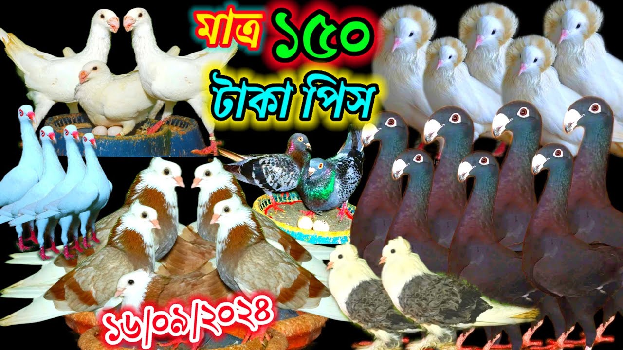 মাত্র ৩০০ টাকা জোড়া কবুতর | কারেন্ট ডেলিভারি | বাংলাদেশের জনপ্রিয় কবুতর কিনুন | কবুতর প্রেমি রাসেল