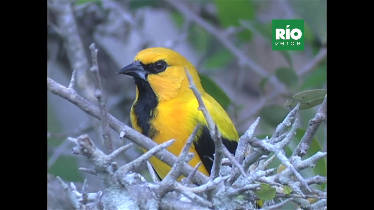 El Gonzalito o turpial amarillo (Icterus nigrogularis)