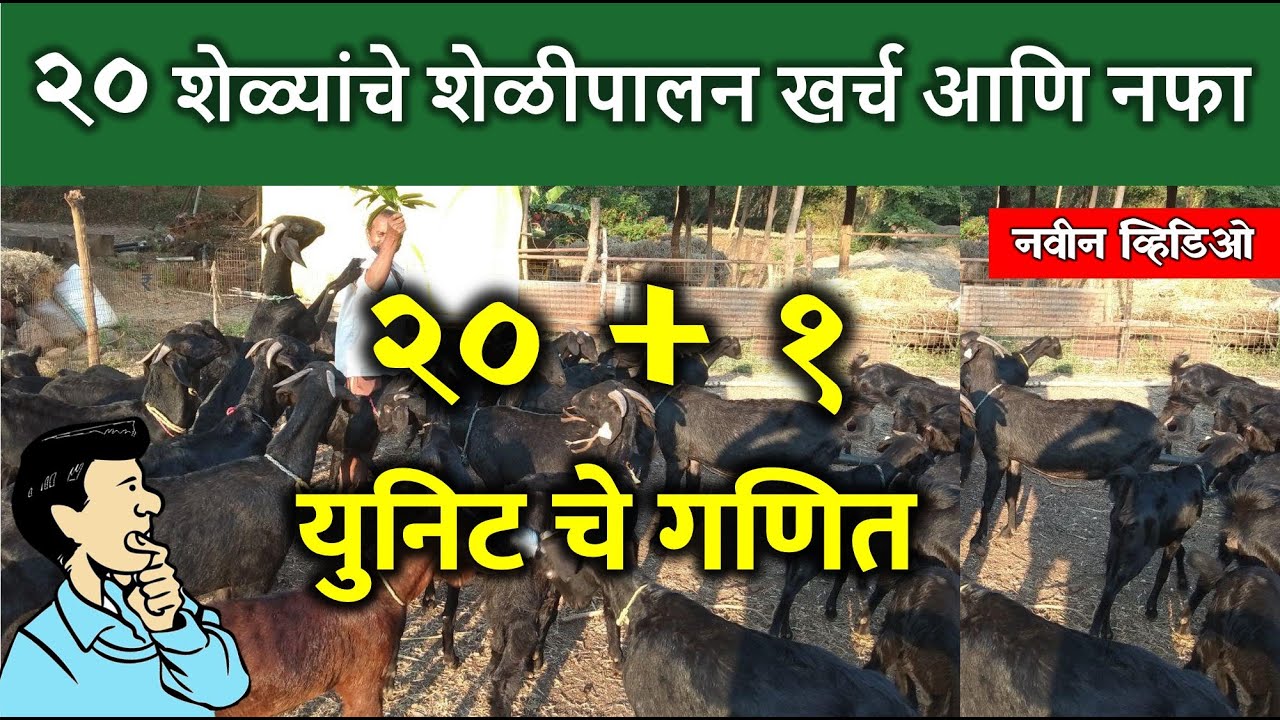 २० शेळ्यांचे शेळीपालन  खर्च आणि नफा| 20 Goats Farming and Profit| 🐐🔥
