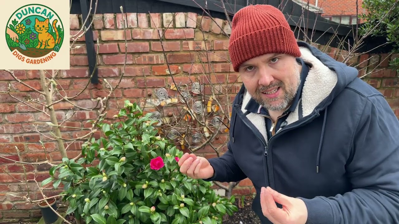 Too Soon Camelia, Too Soon!