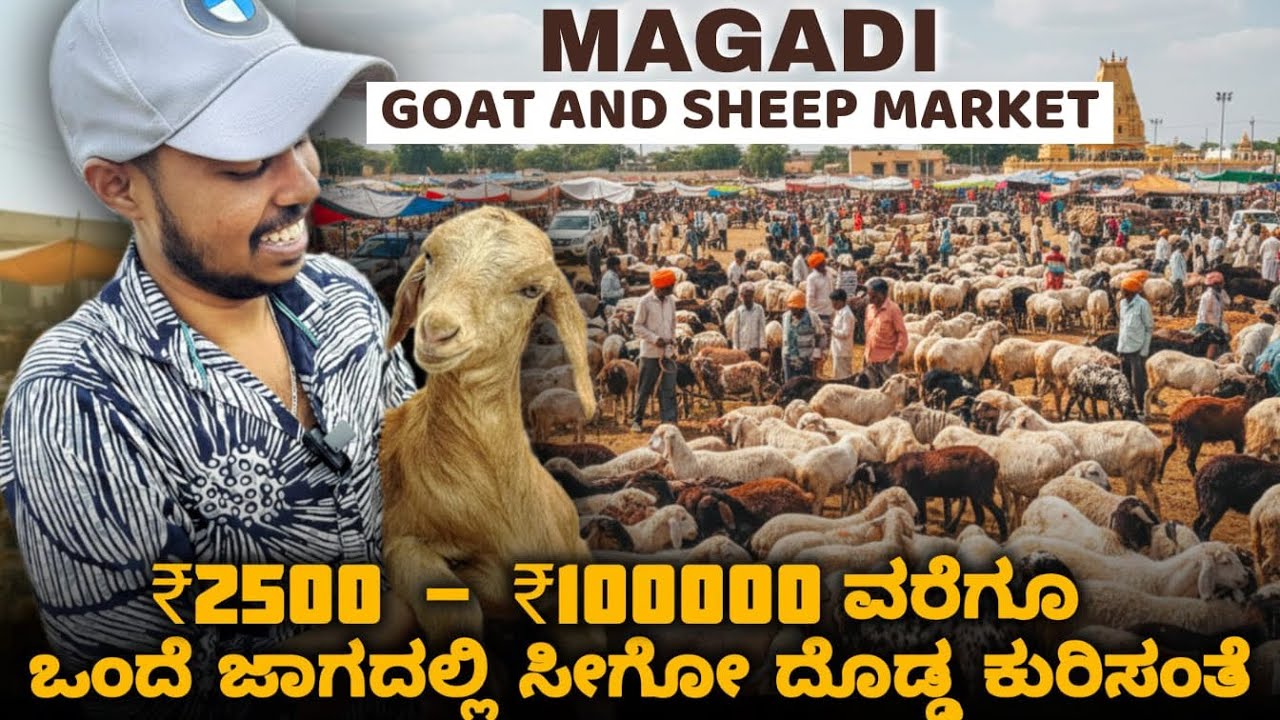 Magadi Goat And Sheep Market | 2500₹ - 100000₹ ವರೆಗೂ ಒಂದೆ ಜಾಗದಲ್ಲಿ ಸೀಗೋ ದೊಡ್ಡ ಕುರಿಸಂತೆ | Magadisante