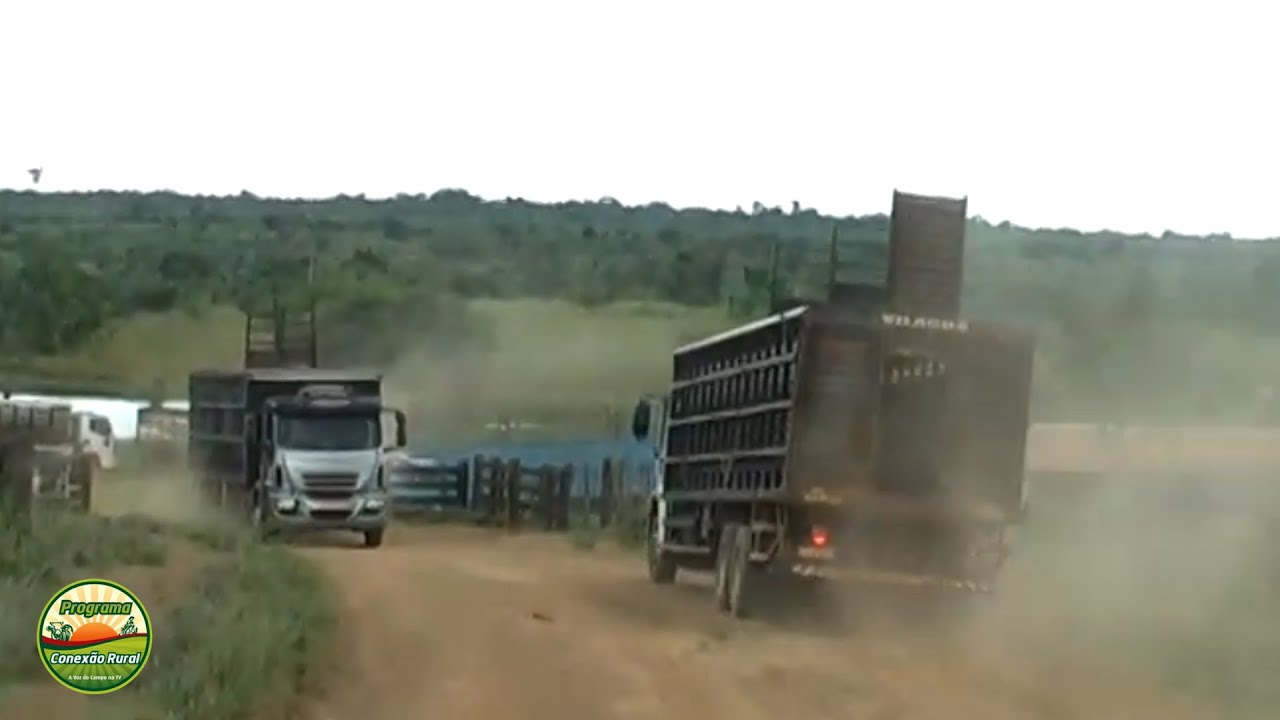 Conexão Rural reapresenta reportagem de 2013 sobre o embarque de gado vivo para a Venezuela