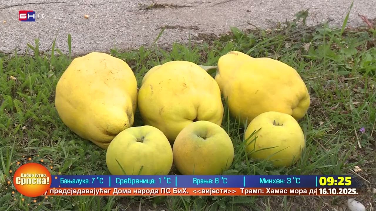 Od hobija do plantaže dunja u Donjem Žabaru