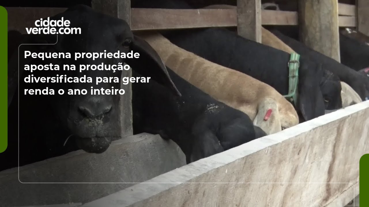 Pequena propriedade aposta na produção diversificada para gerar renda o ano inteiro