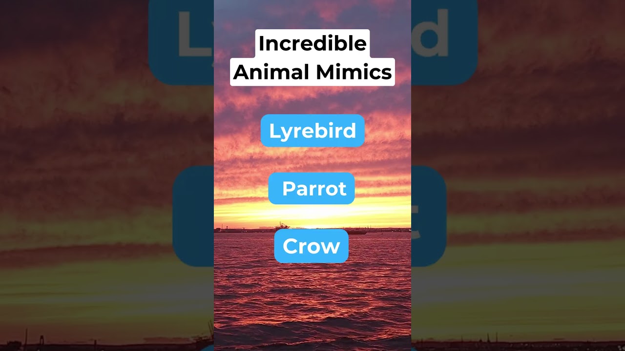 The Ultimate Animal Mimic Challenge You Won’t Believe
