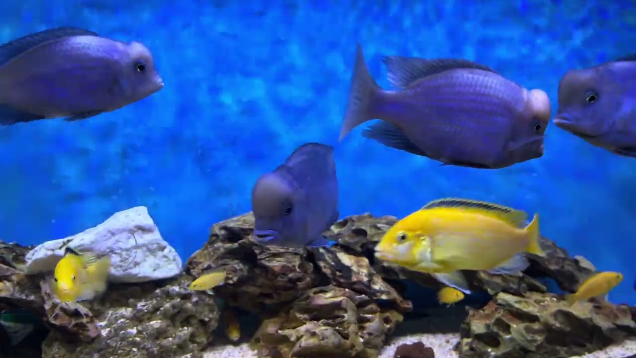 Blue Dolphin & Yellow Lab Malawi Cichlids Fish