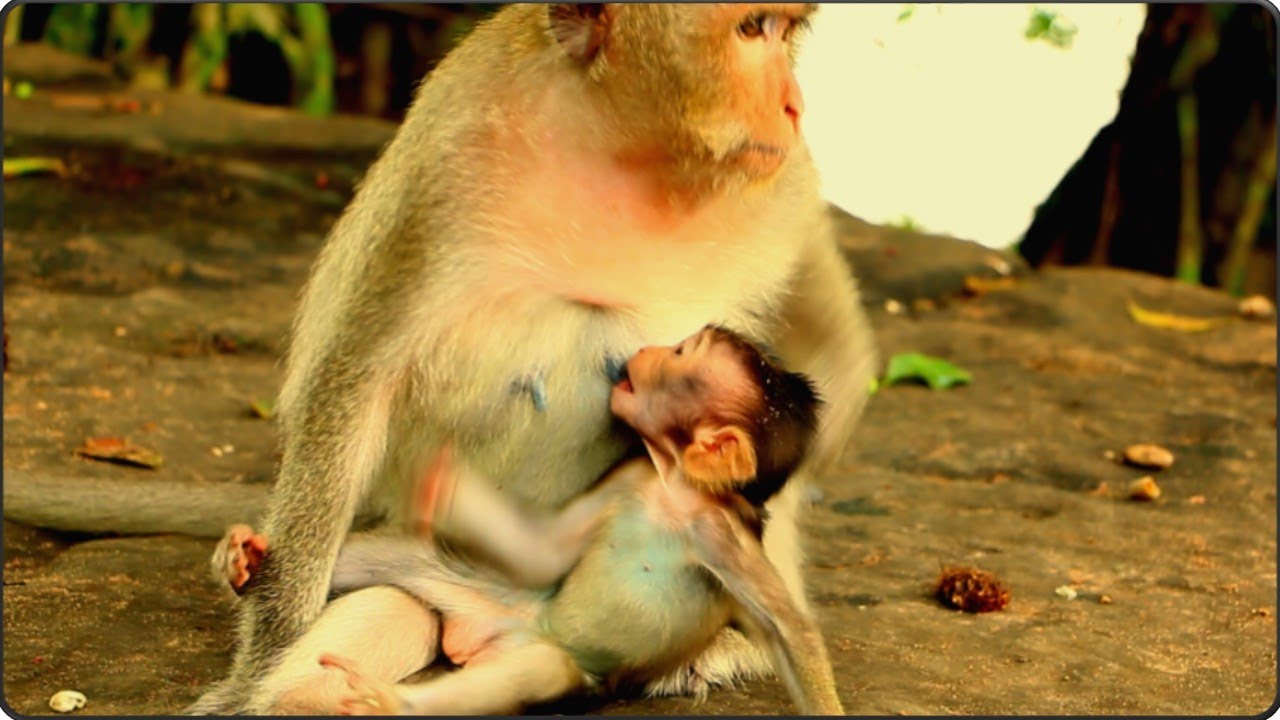 || Mom monkey well care & best grooming for baby | #wildlifefilm #littlemonkeys #cutemonkey