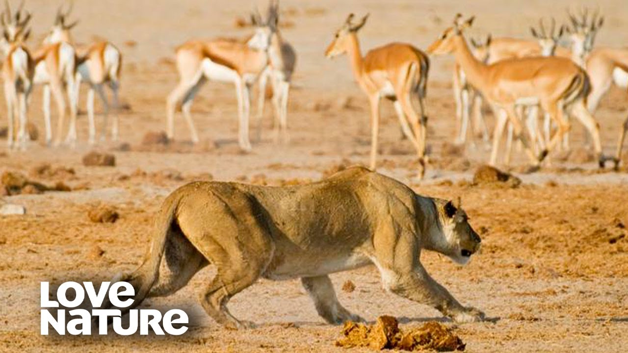 EPIC Scene of Lion Pride Hunting Caught on Camera | Love Nature