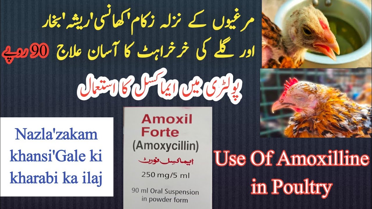 Use For Amoxilline in Poultry | Poultry treatment