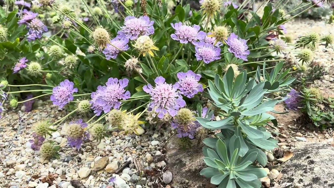 Folly arborétum nyáron. Cédrusok, ciprusok, mediterrán növenyek