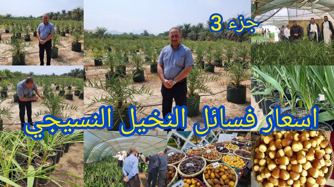 اسعار فسائل النخيل النسيجي في العراق 🇮🇶 مع الاستاذ بشير المسعودي العراق بابل