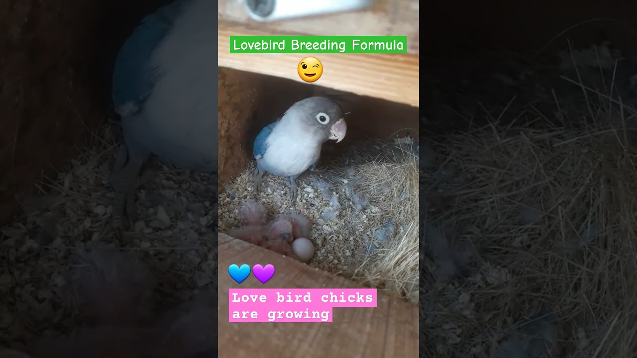 Lovebird Breeding Formula  💙💜 #shorts #shortsfeed #birds #parrot #breedingformula #breeder