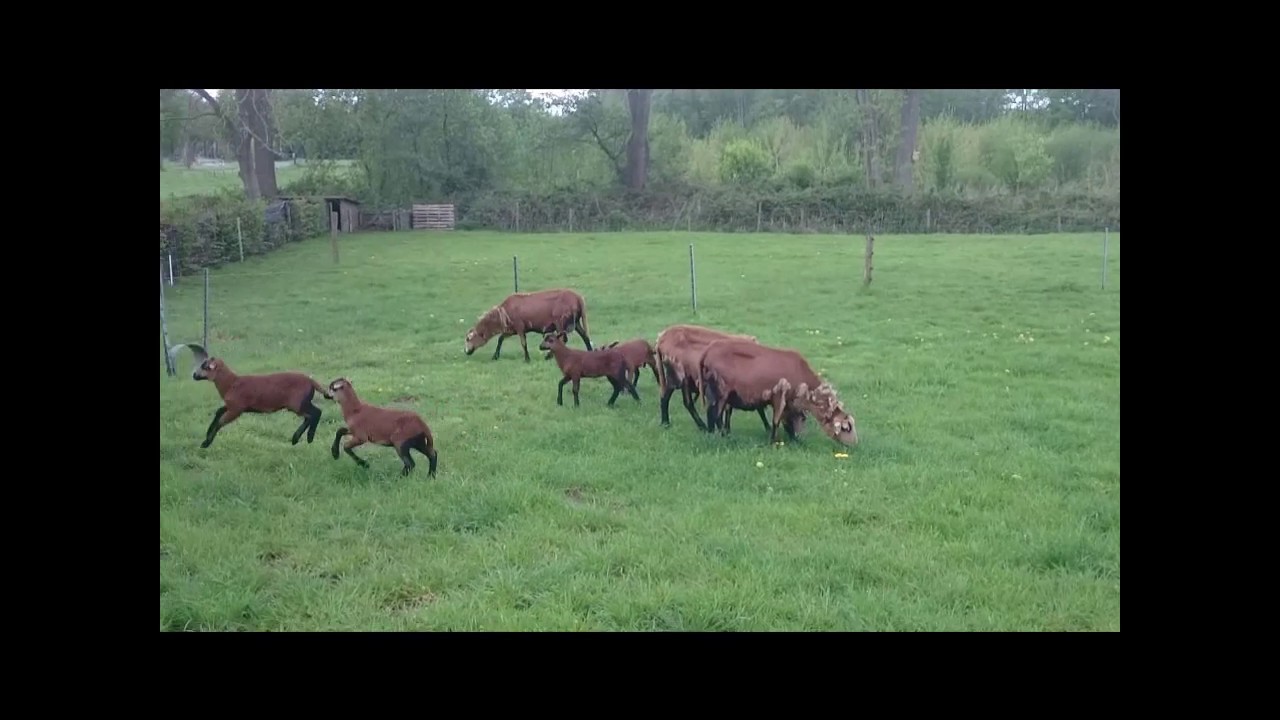 Barbados Black Belly lambs partying in fresh pasture