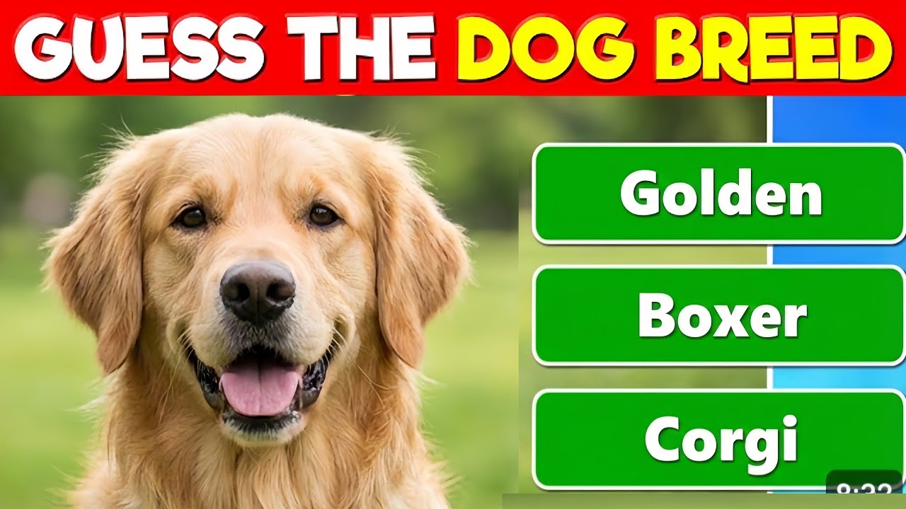 Guess the Dog Breed Quiz 🐾 | 100 Breeds Challenge