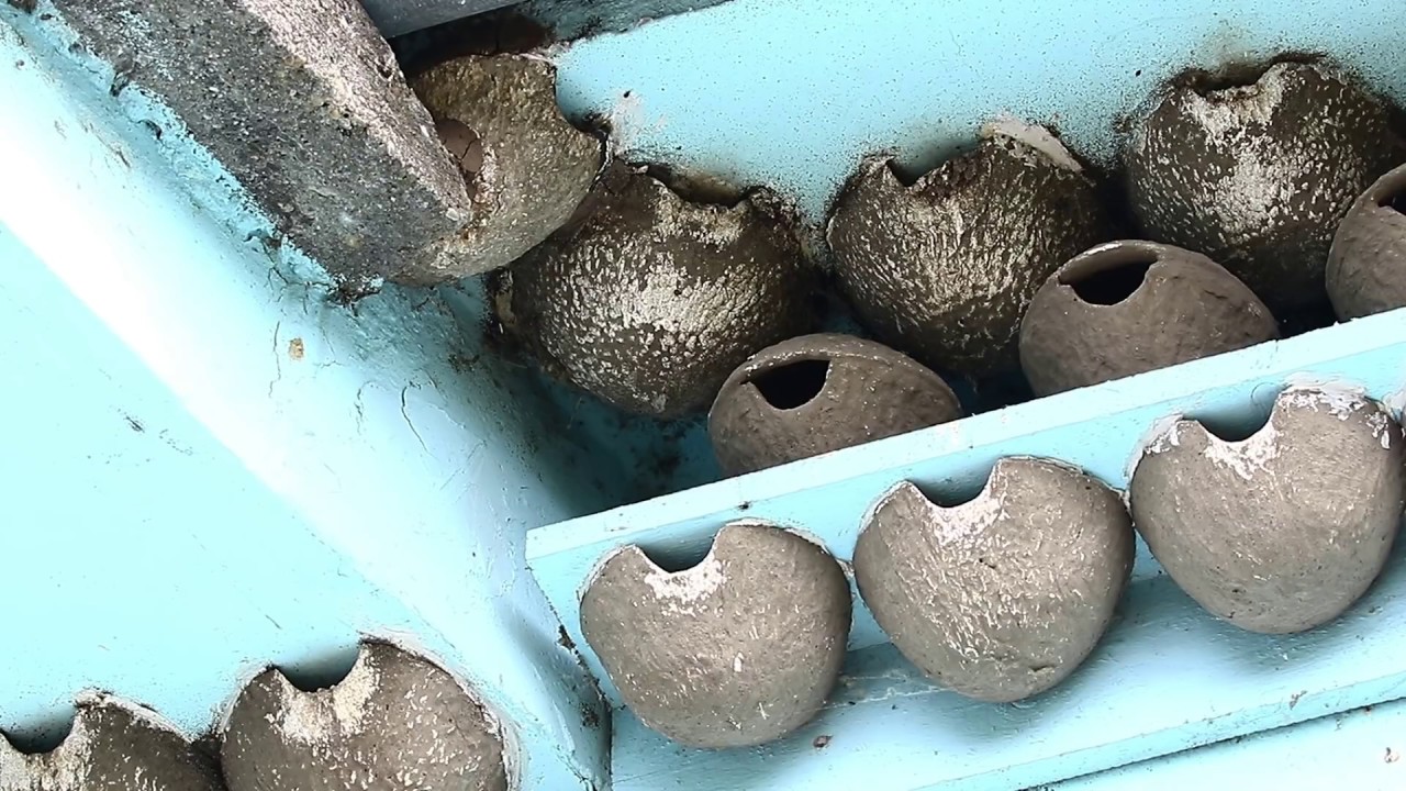 Molnárfecske-műfészektelep / Common House Martin artificial nest colony, Tamási (2018.06.18.)