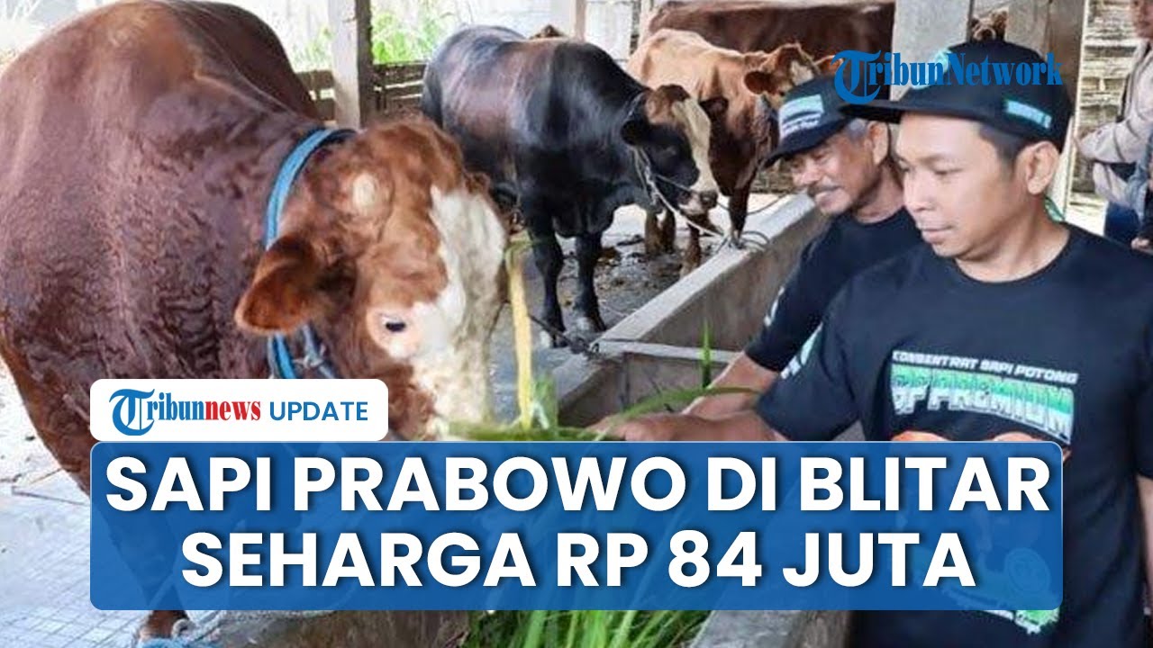 Curhat Warga Blitar Tak Menyangka Sapinya Dibeli Prabowo untuk Kurban, Dibeli Seharga Rp 84 Juta
