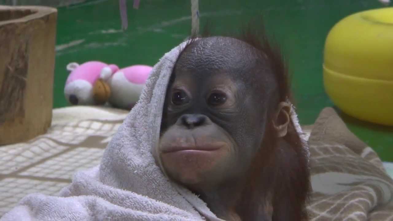 Cute baby orangutan