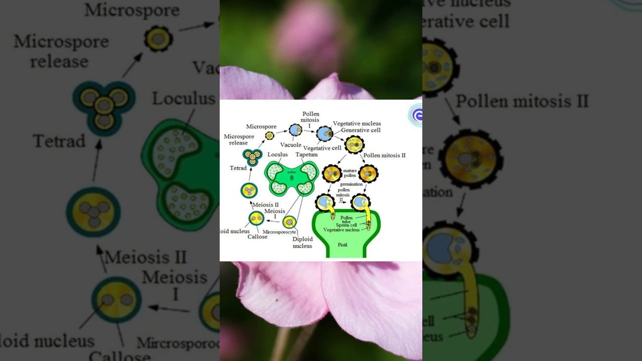 How Does Pollen Grain Mature? | Microgametogenesis in Plants